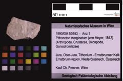 Foto (Objekt + Etiketten) von Pithonoton marginatum (von Meyer, 1842) (NHMW-GEO-1990-0041-0153)